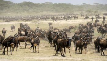 Safari Privato Shikamoo