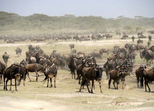 Il Parco Nazionale del Serengeti, 1ª attrazione della Tanzania