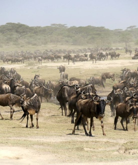 Safari Privato Shikamoo
