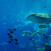 Nager avec des requins-baleines !