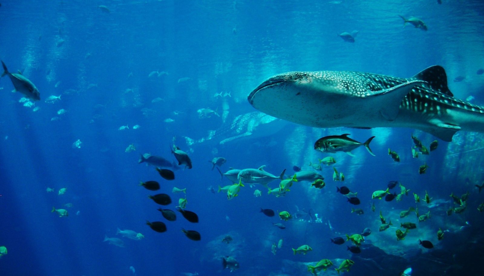 Nager avec des requins-baleines !