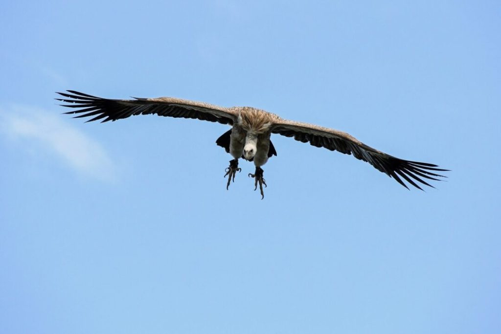 safari-in-tanzania-katavi