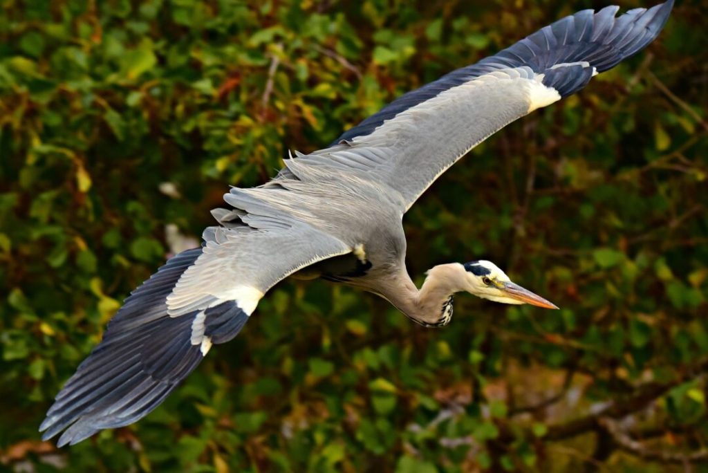 safari-katavi-tanzania