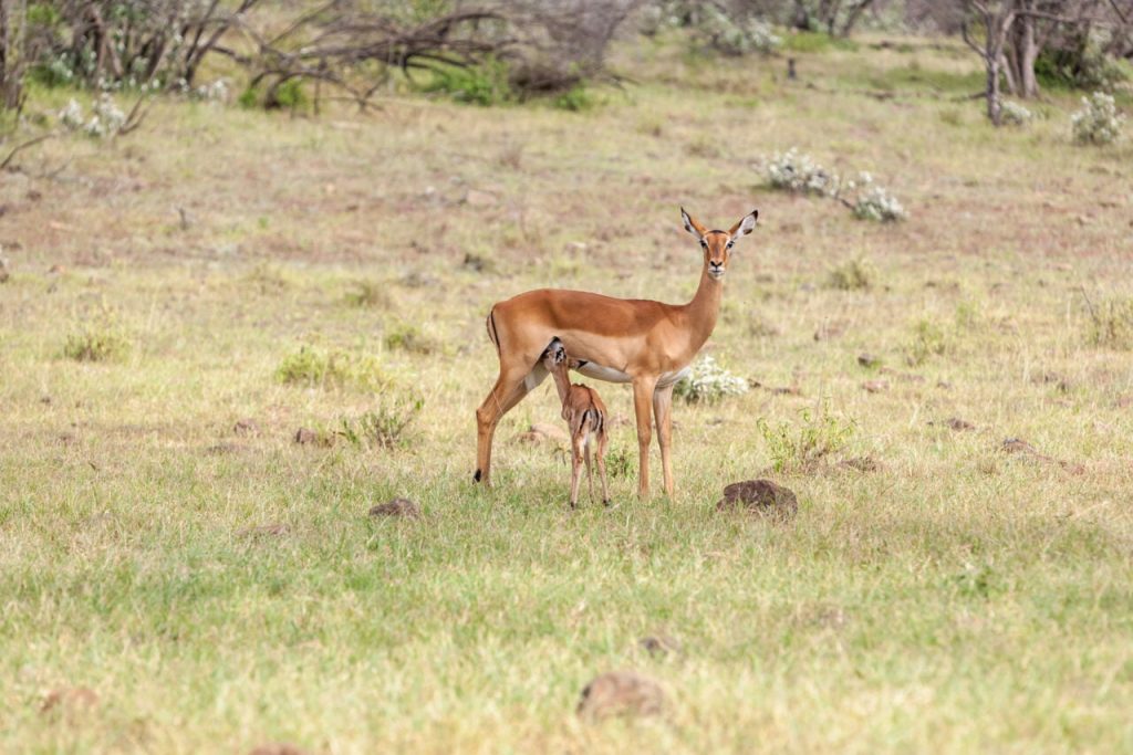 safari sud tanzanie