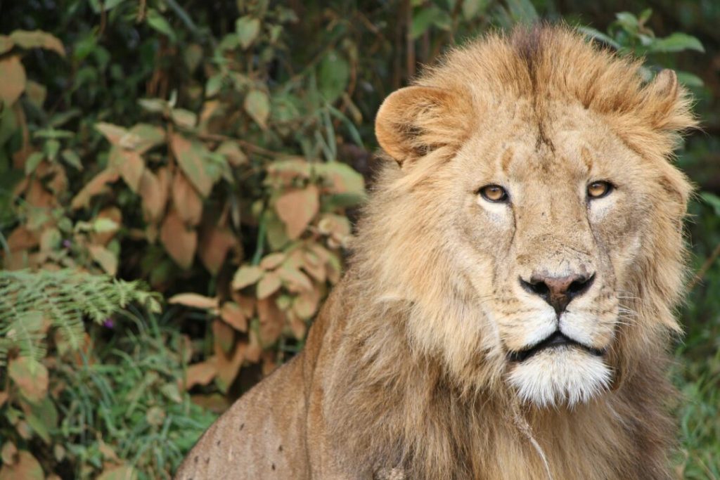 lion safari tanzani