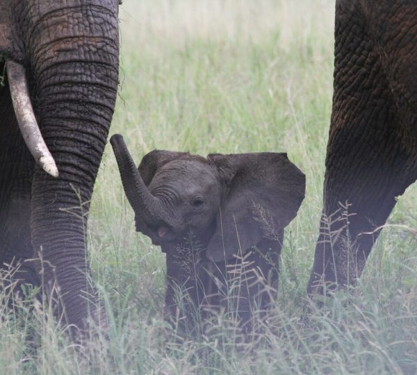 selous-safari