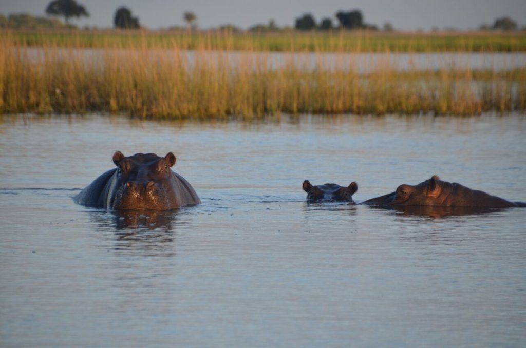 tanzania-dove-fare-safari