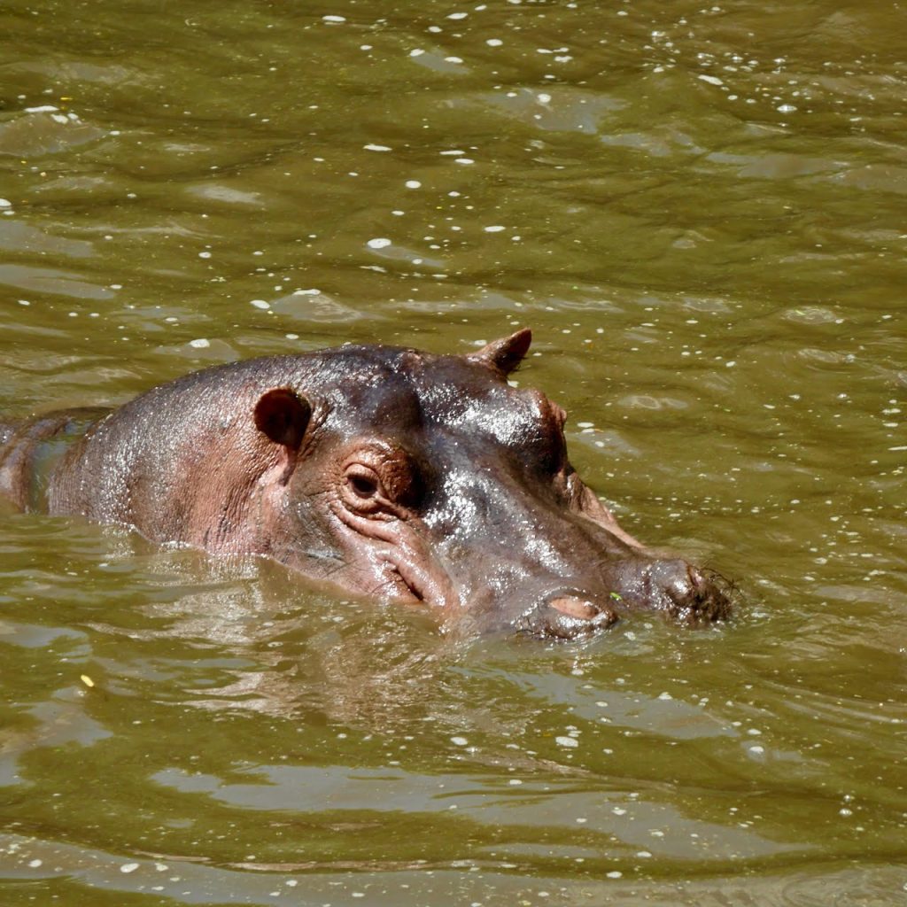Ippopotamo al lago Manyara