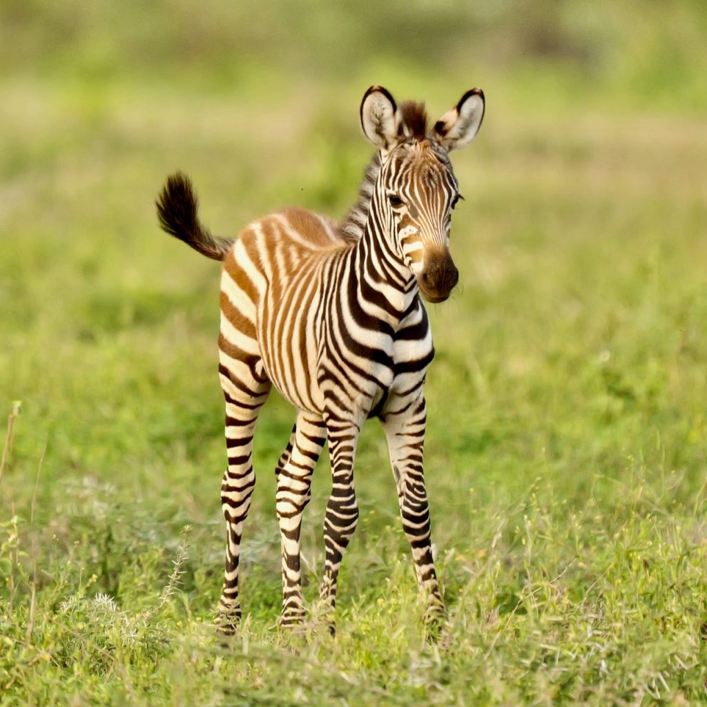 Animali Tanzania cucciolo di Zebra