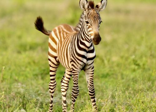 Ruaha