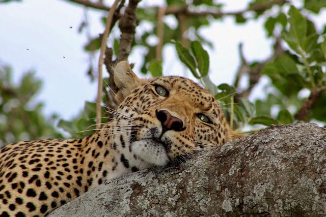 Paesaggio Serengeti
