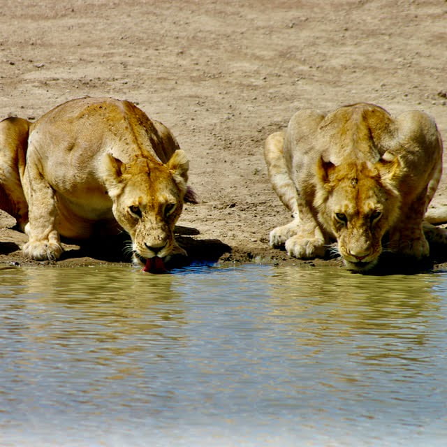 Predatori Serengeti