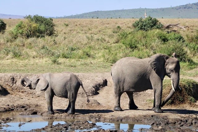 Animali Serengeti