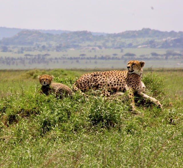 Leopardo