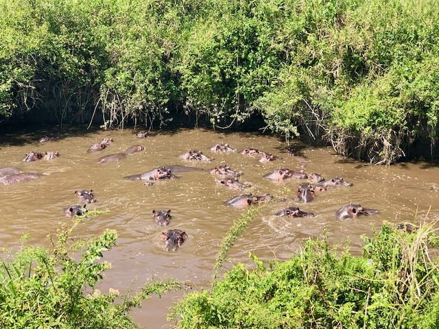 Rinoceronte del Serengeti