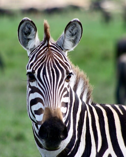 Zebre Serengeti