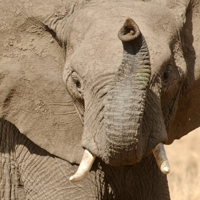 Elefante Big Five