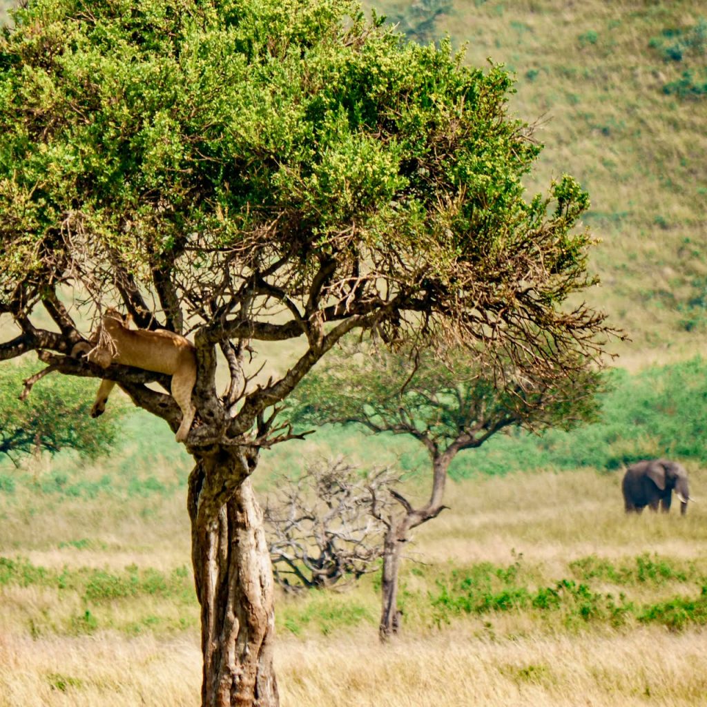Safari Tanzania Big Five Leone ed elefante