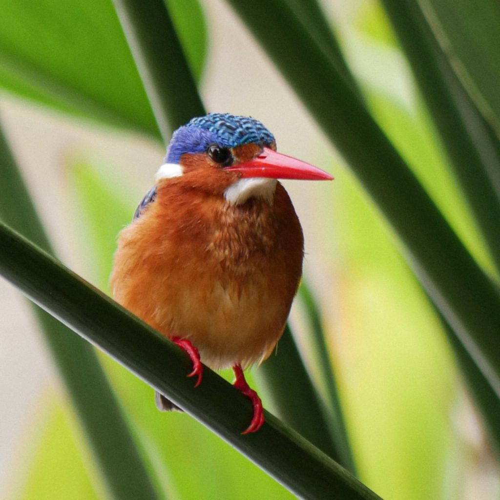 Uccello Tanzania