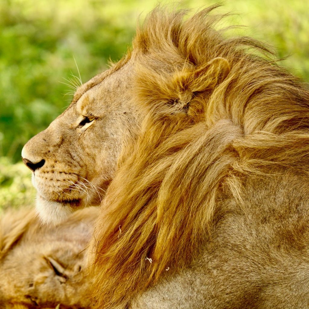 Leone Safari Tanzania Big Five