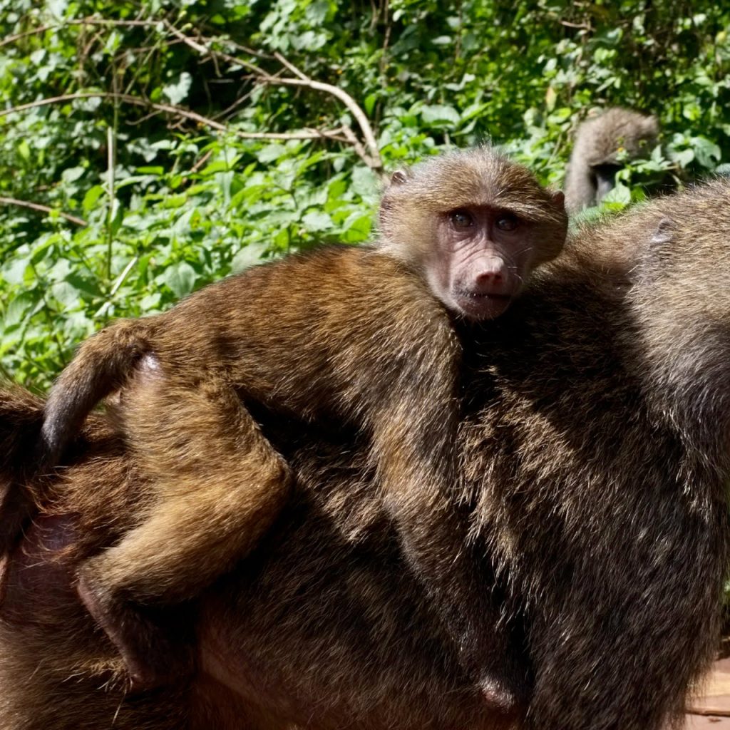 cucciolo di scimmia Tanzania