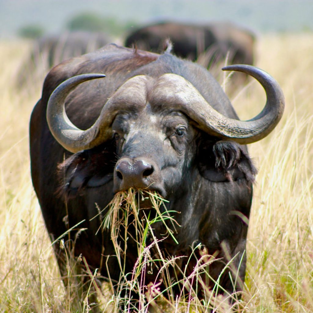 Bufalo Safari Tanzania