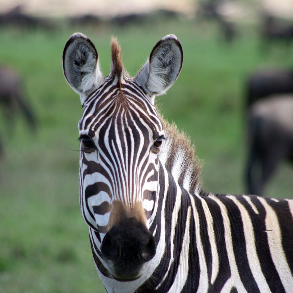 Zebra Tanzania