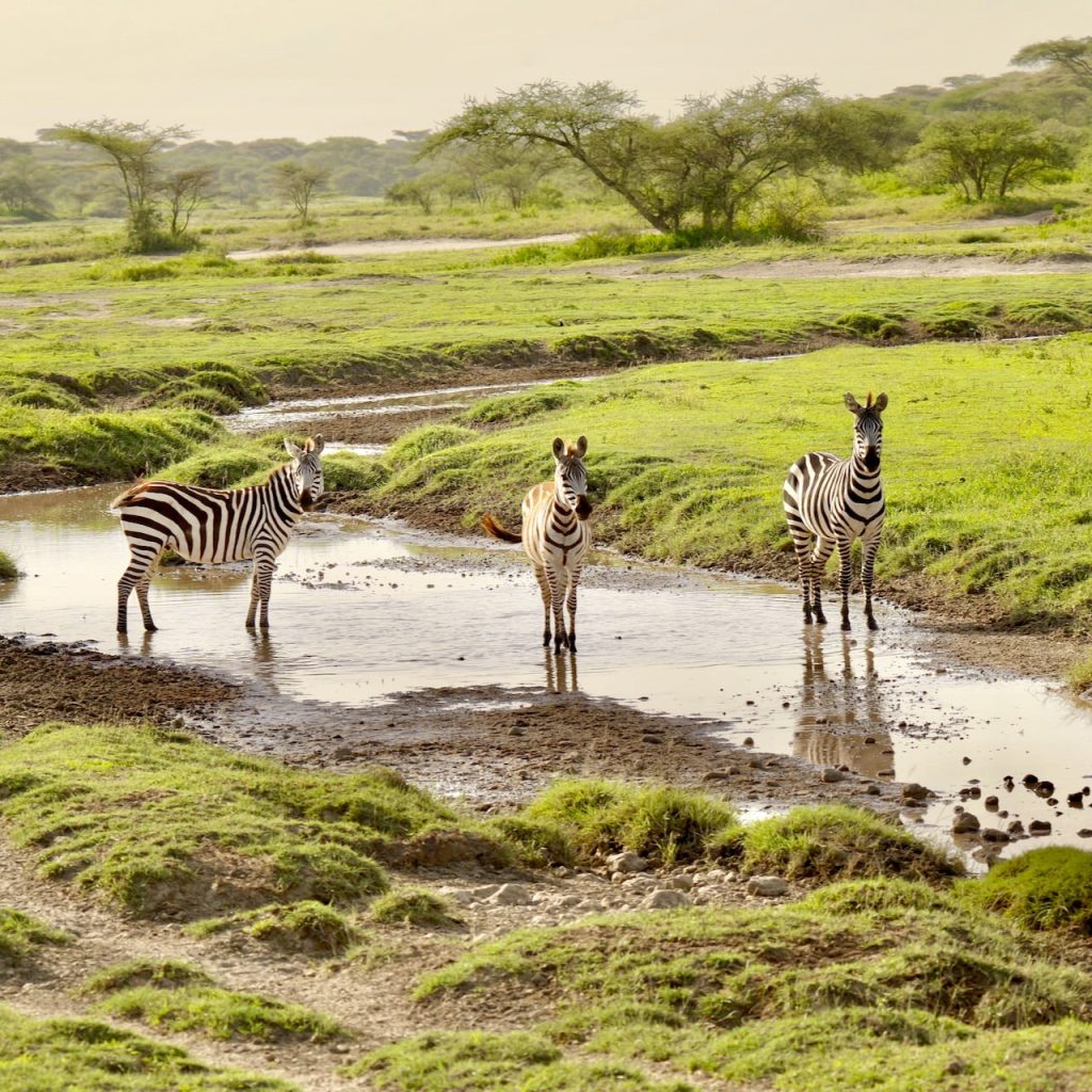 Zebra Safari Tanzania