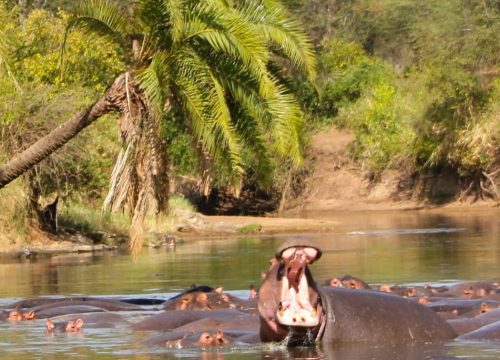 Safari Selous 3 giorni