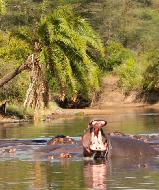 Safari Selous 3 giorni
