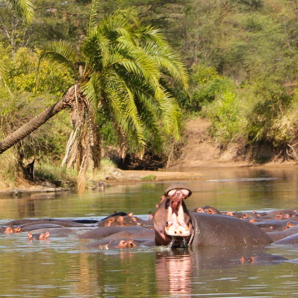 Ippopotami Safari Tanzania