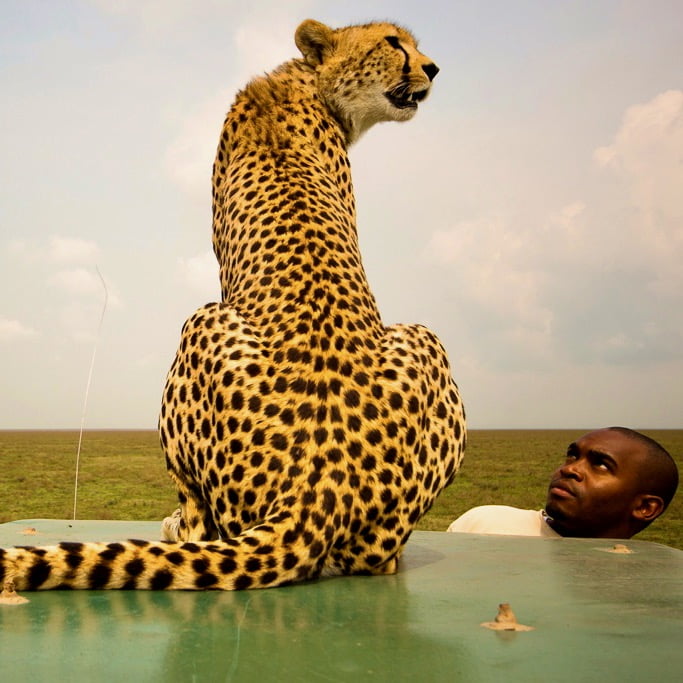 Animali tanzania Leopardo