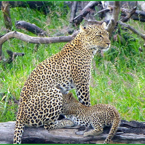 Leopardo safari tanzania