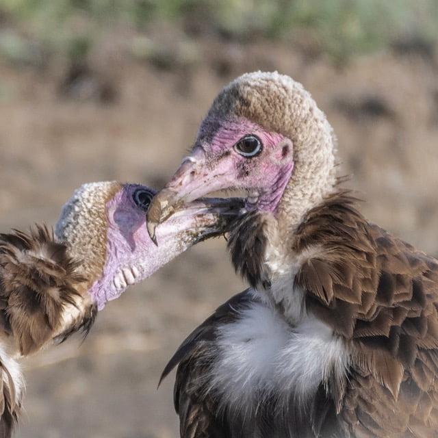 Natura tanzaniana