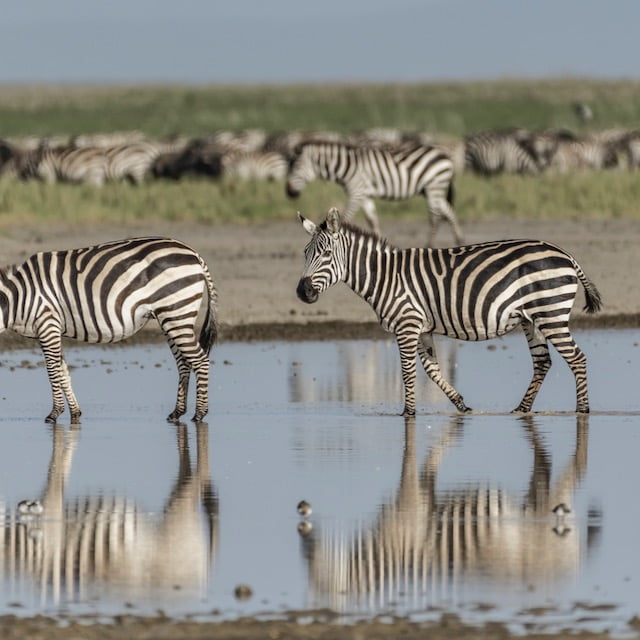 Tribù Masai