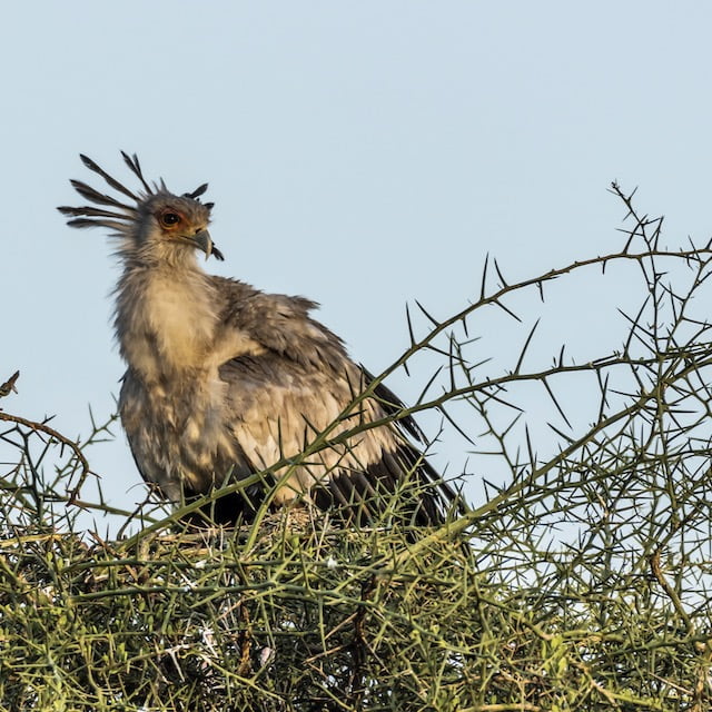 Tradizioni Masai