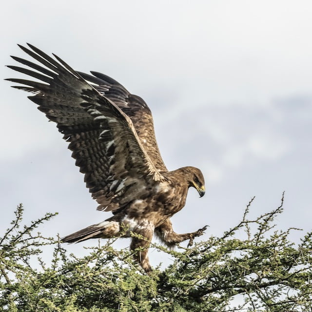 Natura verde Tarangire