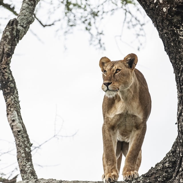 Tenda safari lusso