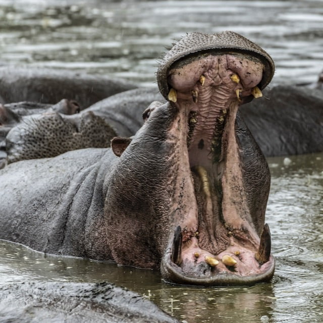 Sicurezza nel safari