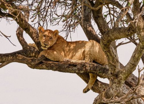 Safari Karibuni 4 giorni