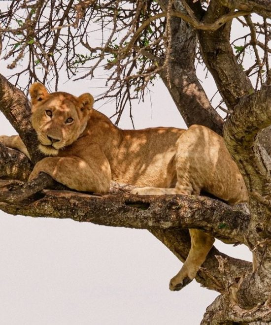 Safari Karibuni 4 giorni