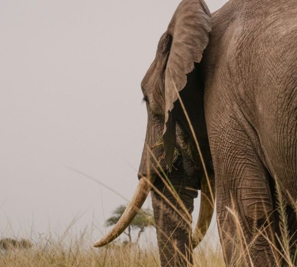 Elefante
