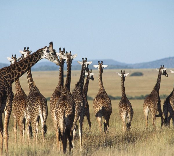 Girafes Tarangire