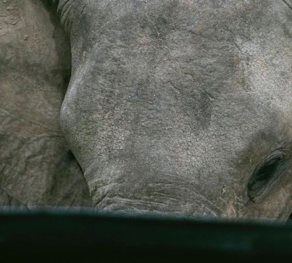 Safari elefante