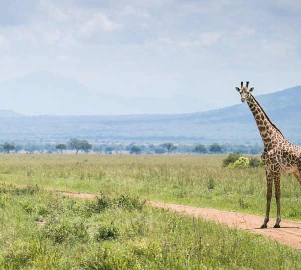Safari giraffa