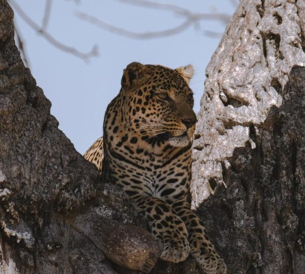 Safari ghepardo