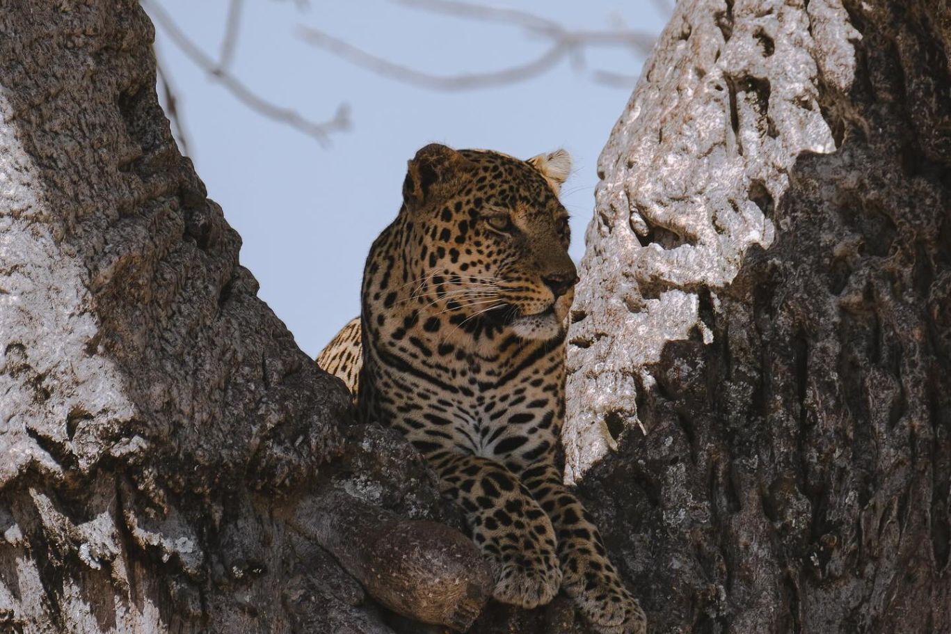 Ghepardo in safari