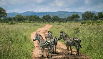Safari di gruppo Karibuni