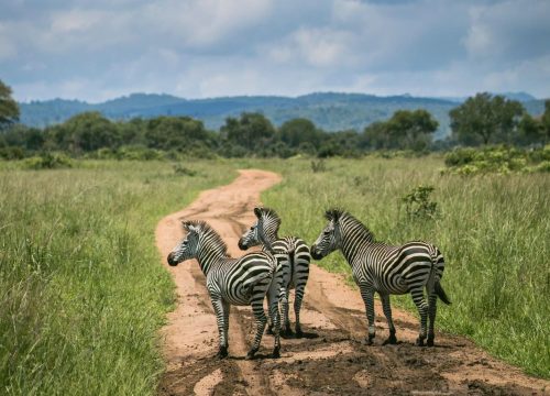 Safari di gruppo Karibuni