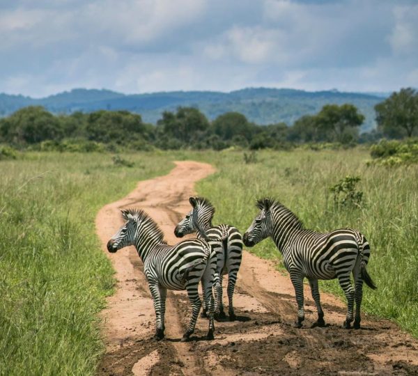 Safari zebre
